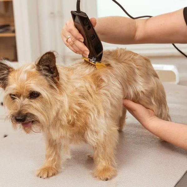 102987_4_result WAHL PET MULTI-CUT 3027683,Κουρευτική Μηχανή Ρεύματος για Κατοικίδια - Image 13